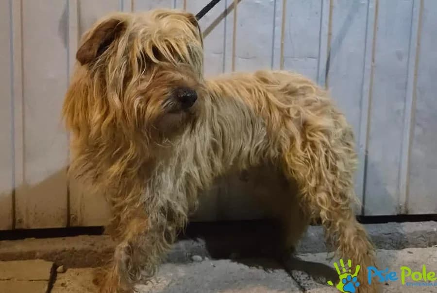 SZOPIK, male 3yo Mixed Breed for adoption at Schronisko Psie Pole