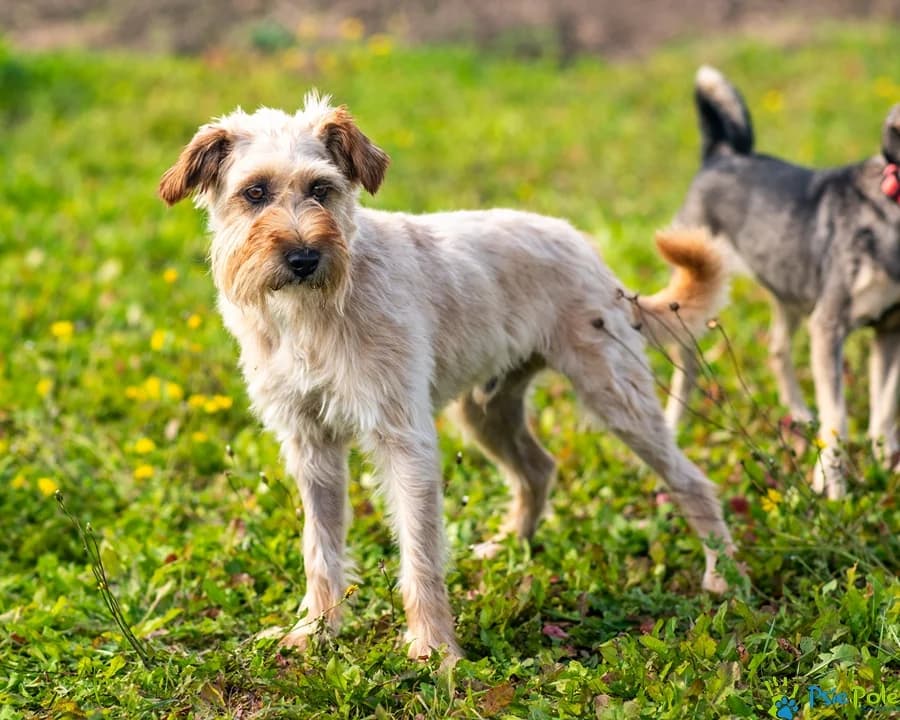 SZOPIK, male 3yo Mixed Breed for adoption at Schronisko Psie Pole