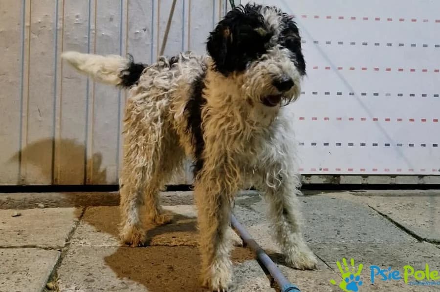 TWIST, male young Mixed Breed for adoption at Schronisko Psie Pole