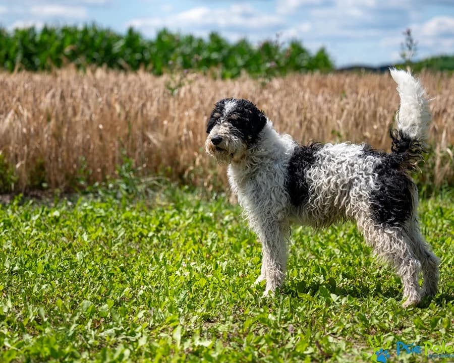 TWIST, male young Mixed Breed for adoption at Schronisko Psie Pole