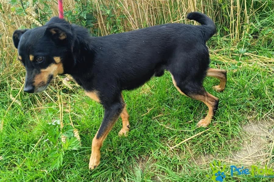 HAMLET, male senior Mixed Breed for adoption at Schronisko Psie Pole