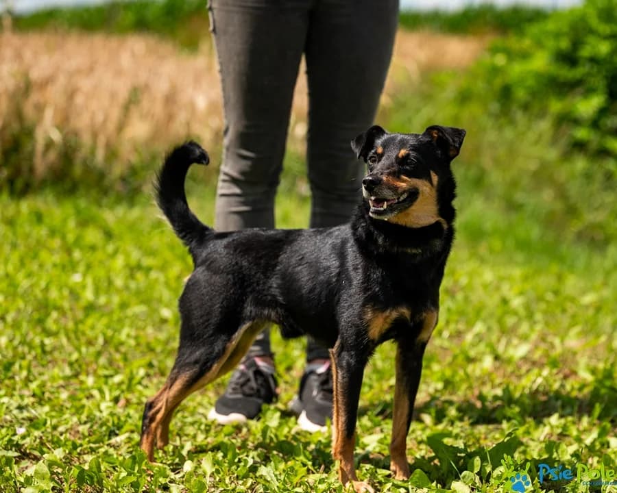HAMLET, male senior Mixed Breed for adoption at Schronisko Psie Pole