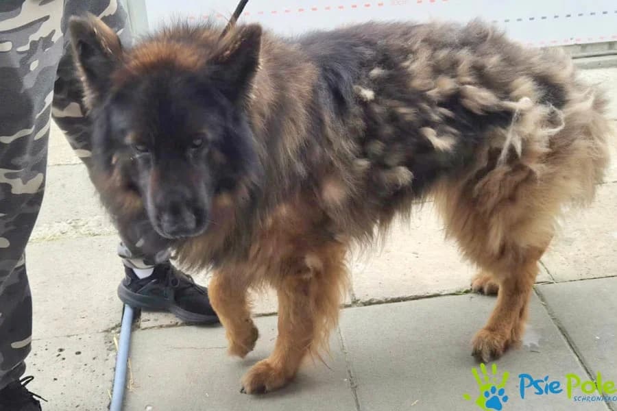 ROKI, male 6yo Mixed Breed for adoption at Schronisko Psie Pole