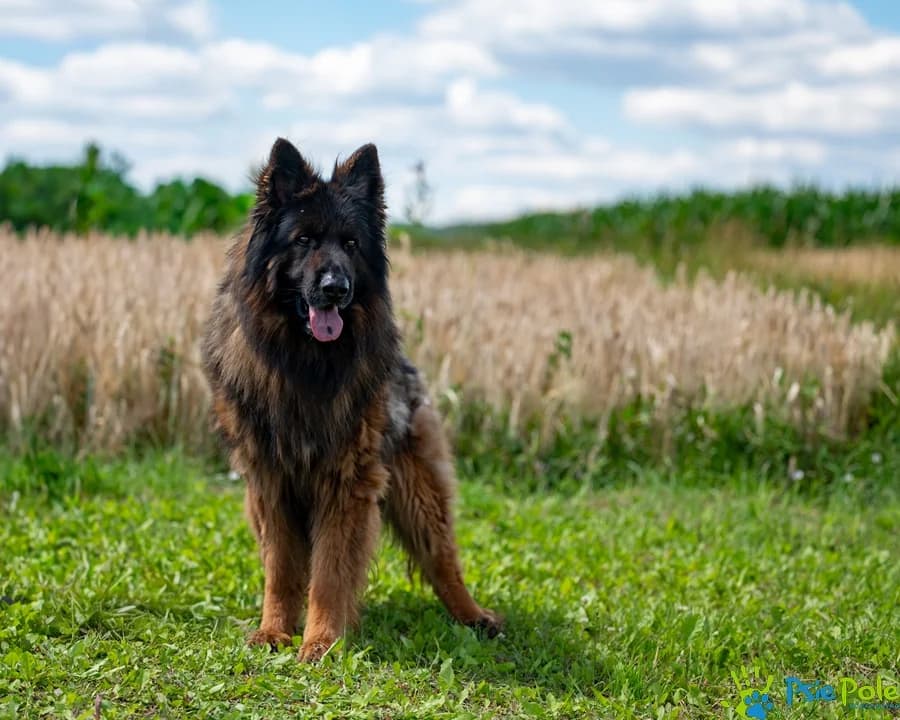ROKI, male 6yo Mixed Breed for adoption at Schronisko Psie Pole