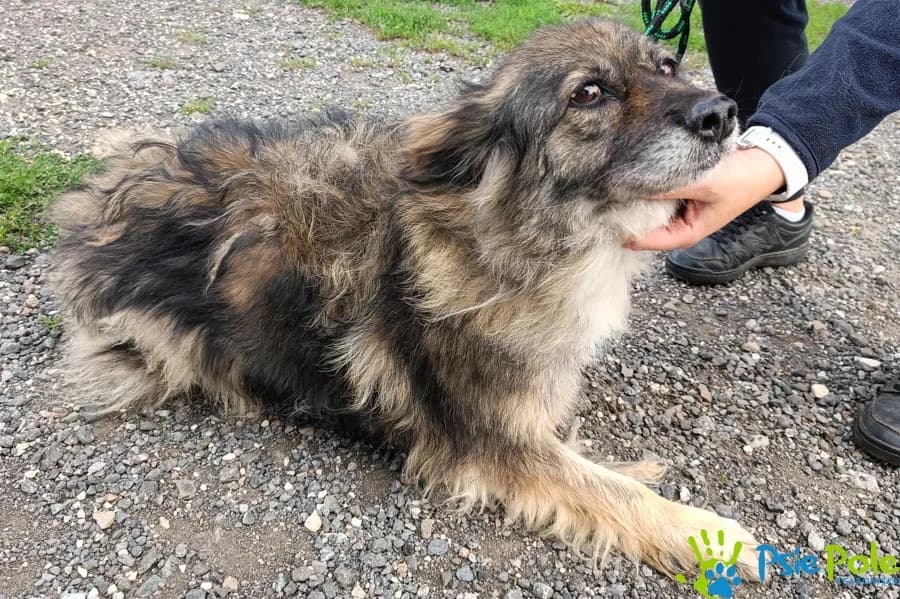 ZELDA, female 7yo Mixed Breed for adoption at Schronisko Psie Pole