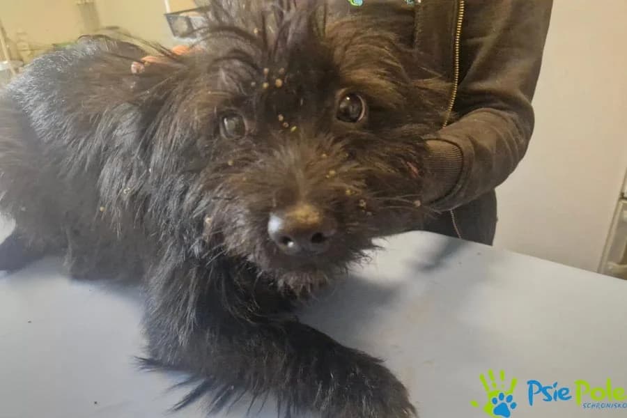 FLASH, male young Mixed Breed for adoption at Schronisko Psie Pole