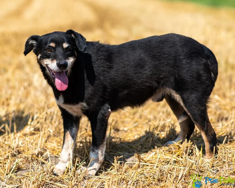 PŁETWAK, male senior Mixed Breed for adoption at Schronisko Psie Pole