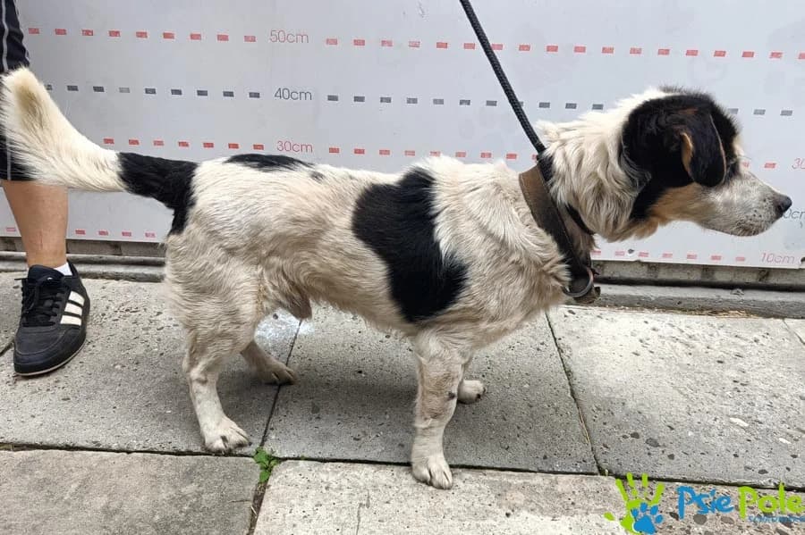 ROSOŁEK, male senior Mixed Breed for adoption at Schronisko Psie Pole