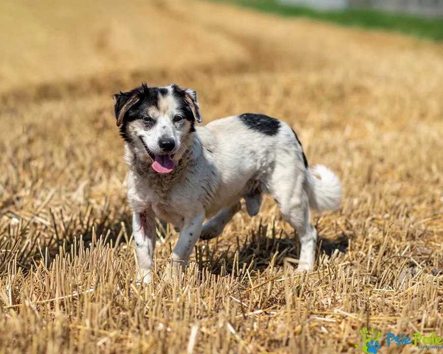 ROSOŁEK, male senior Mixed Breed for adoption at Schronisko Psie Pole