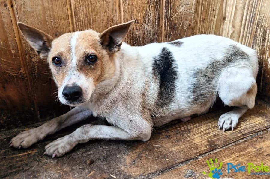 PENELOPA, female senior Mixed Breed for adoption at Schronisko Psie Pole