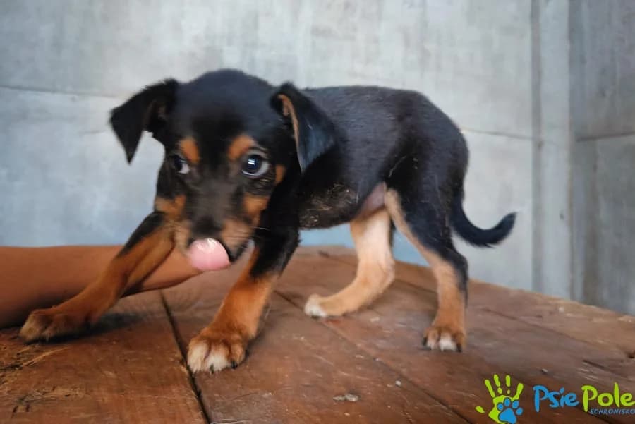 PELAA, female puppy Mixed Breed for adoption at Schronisko Psie Pole