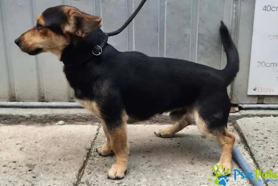 SPRYTEK, male young Mixed Breed for adoption at Schronisko Psie Pole