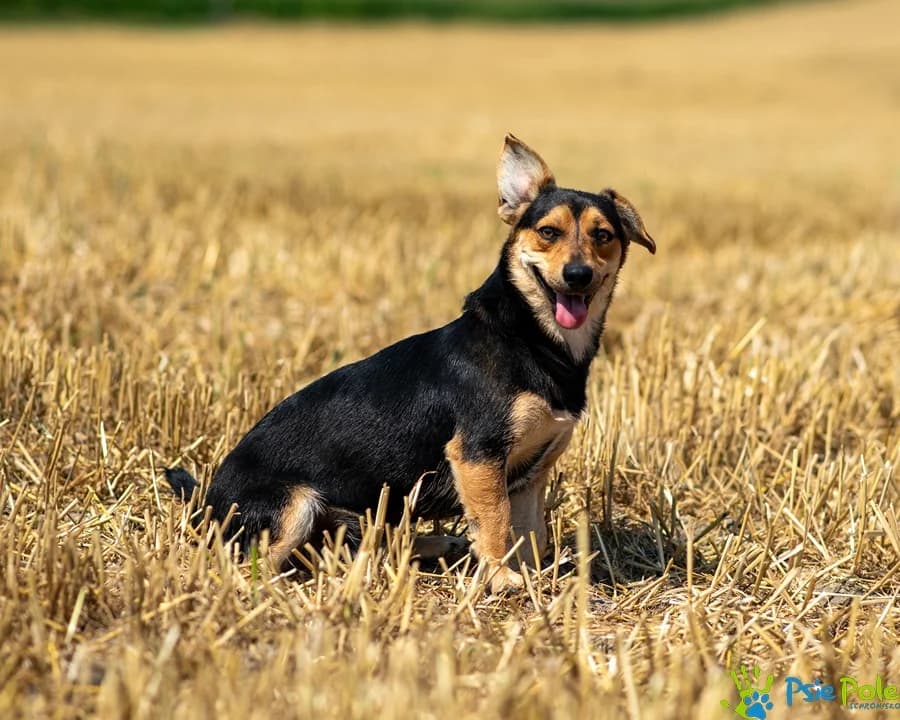 SPRYTEK, male young Mixed Breed for adoption at Schronisko Psie Pole