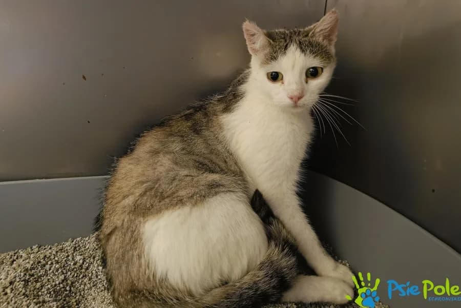 Kotka KAWA, female 4yo Mixed Breed for adoption at Schronisko Psie Pole