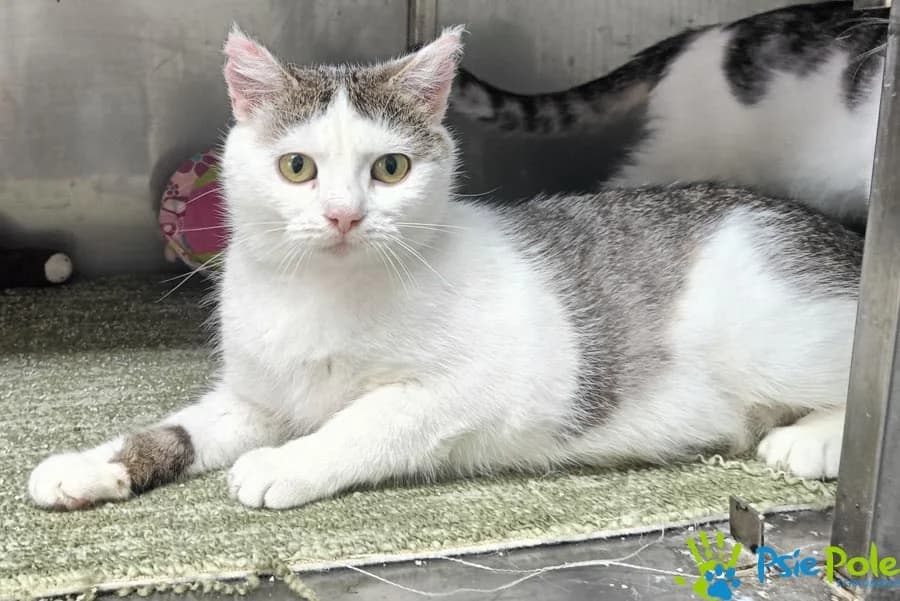 Kotka KAWA, female 4yo Mixed Breed for adoption at Schronisko Psie Pole