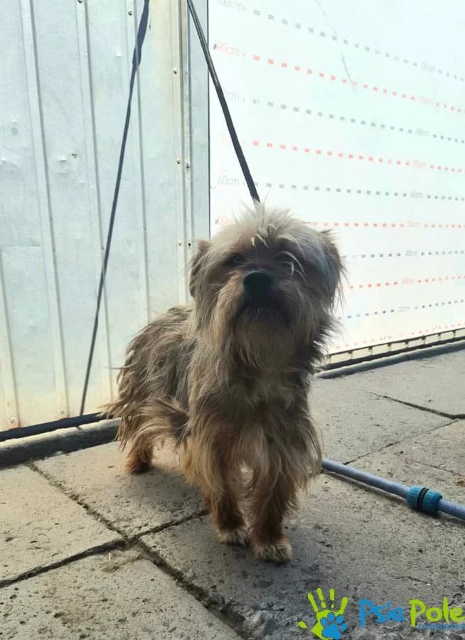 KLEKS, male 3yo Mixed Breed for adoption at Schronisko Psie Pole