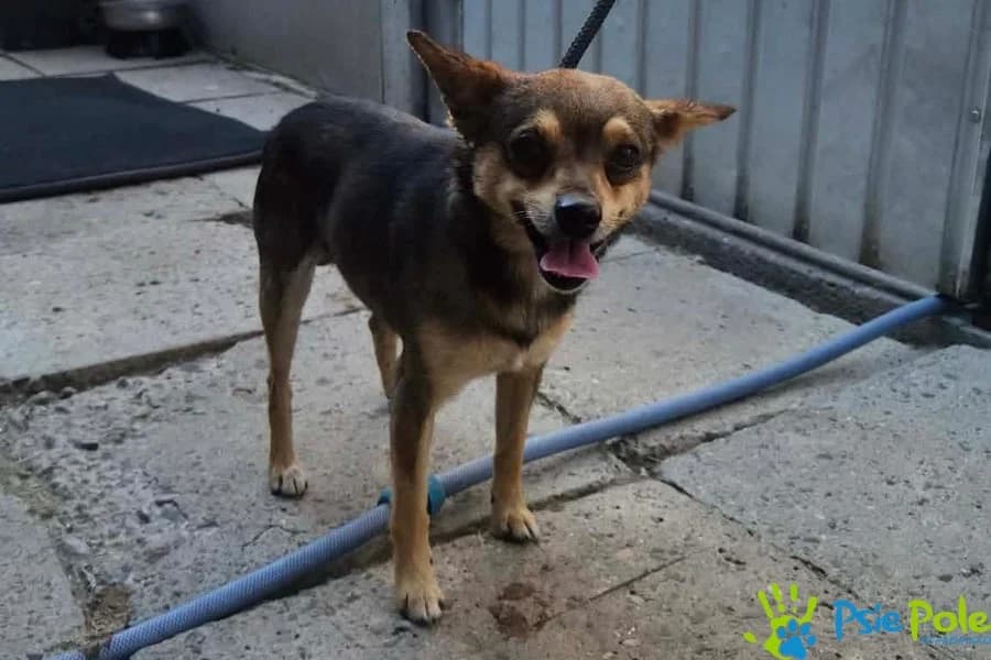 PRITUŚ, male 4yo Mixed Breed for adoption at Schronisko Psie Pole