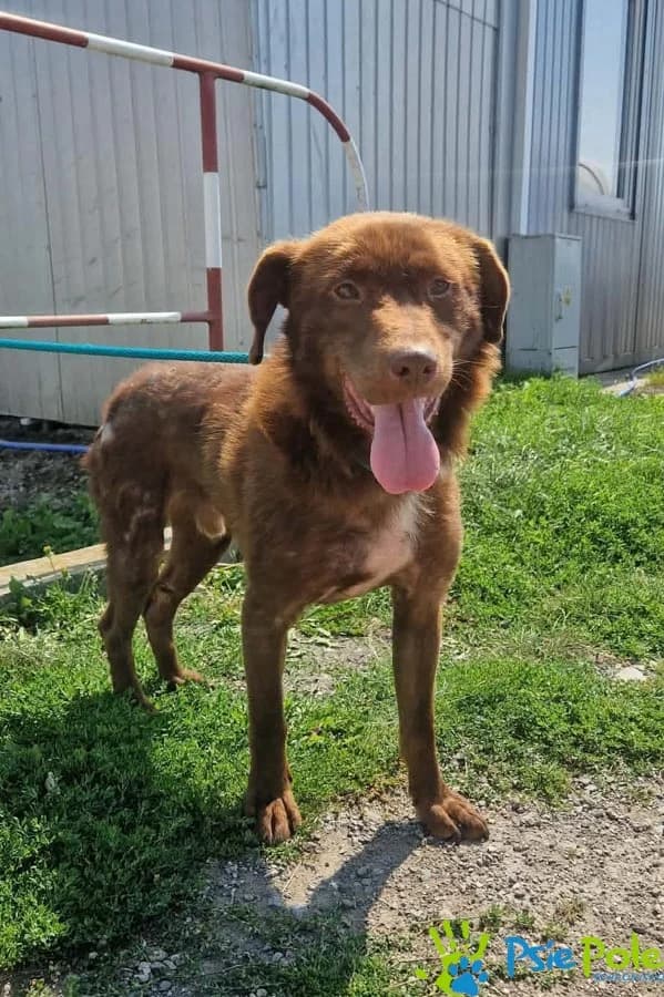 KOSTRUŚ, male young Mixed Breed for adoption at Schronisko Psie Pole