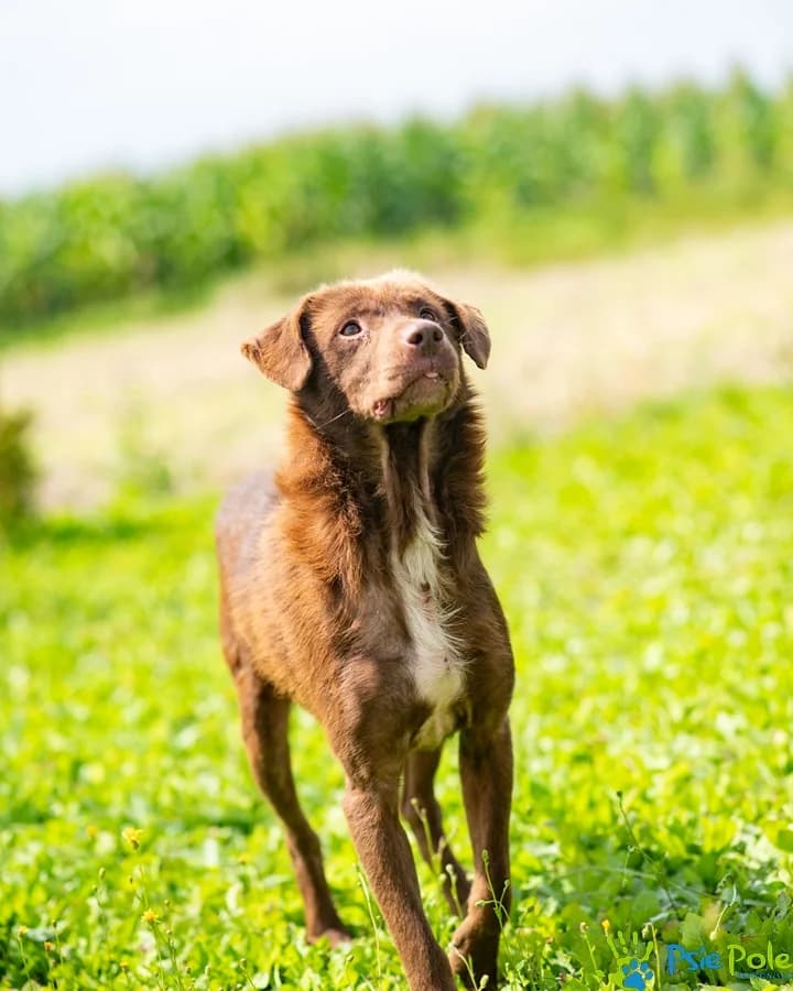 KOSTRUŚ, male young Mixed Breed for adoption at Schronisko Psie Pole