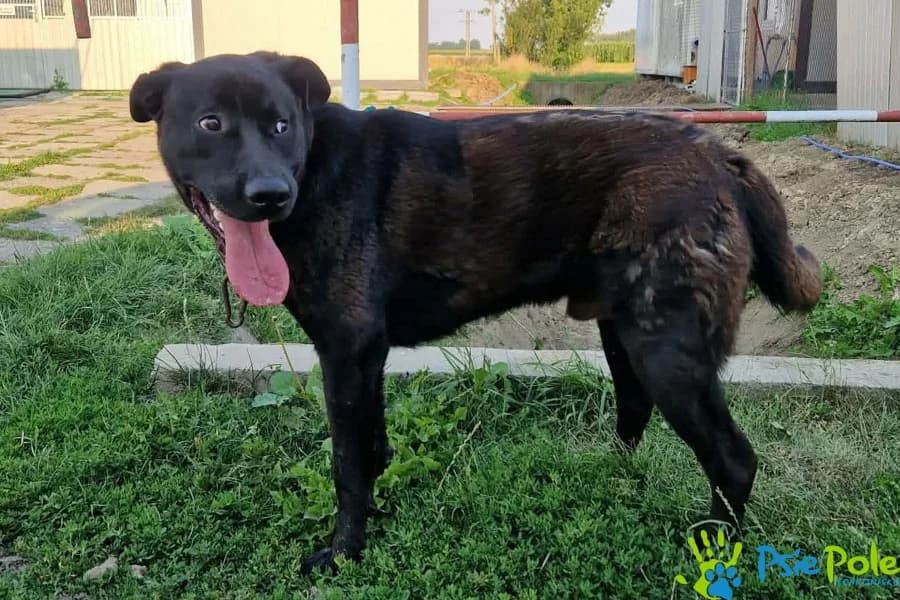 HIT, male young Mixed Breed for adoption at Schronisko Psie Pole