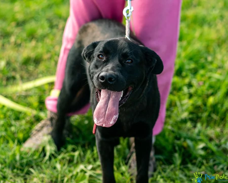 HIT, male young Mixed Breed for adoption at Schronisko Psie Pole