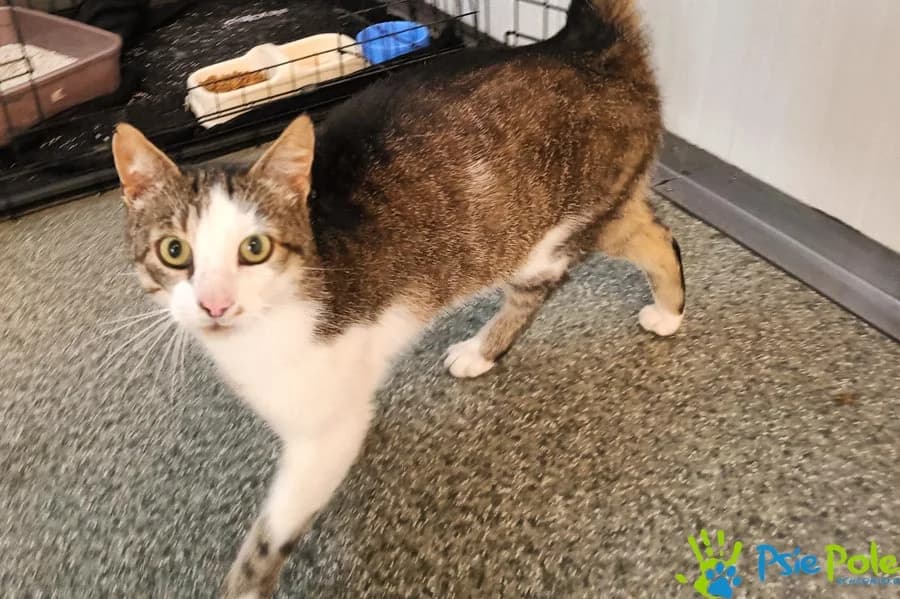 Kocurek PIEPRZYK, female 4yo Mixed Breed for adoption at Schronisko Psie Pole