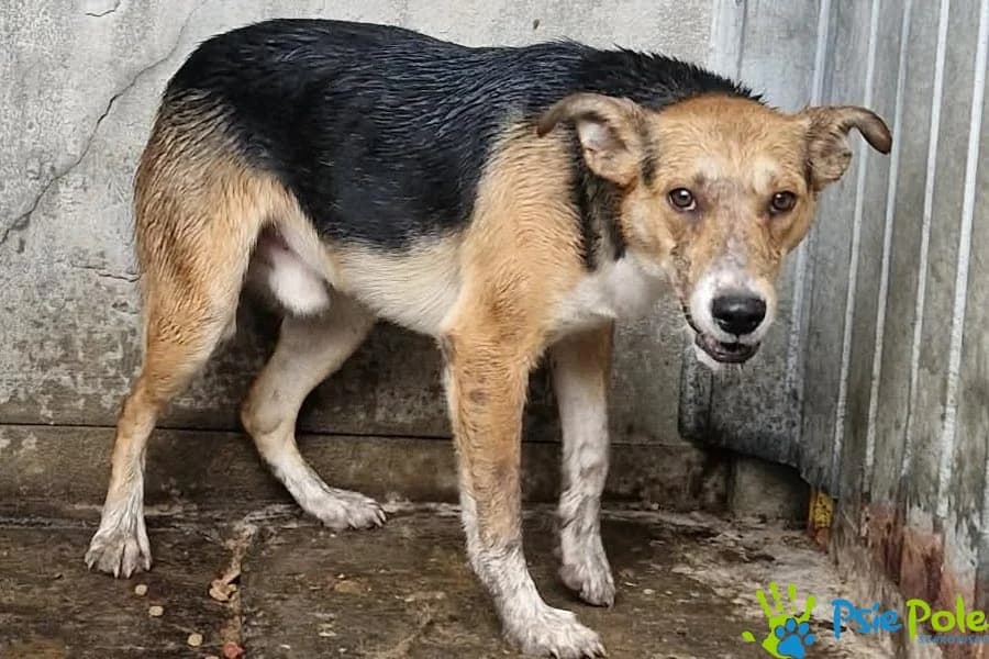 PALLAS, male 4yo Mixed Breed for adoption at Schronisko Psie Pole