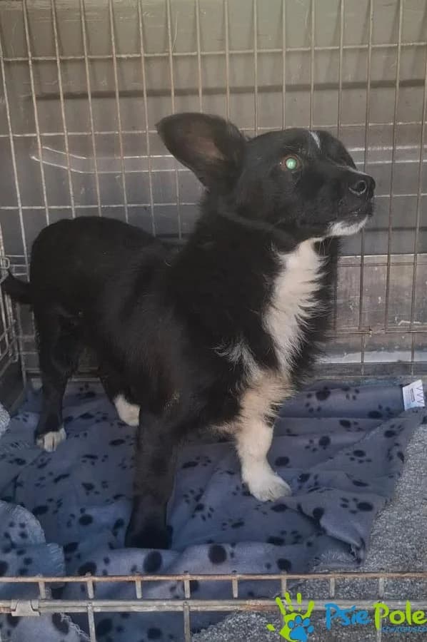 GACUŚ, male senior Mixed Breed for adoption at Schronisko Psie Pole