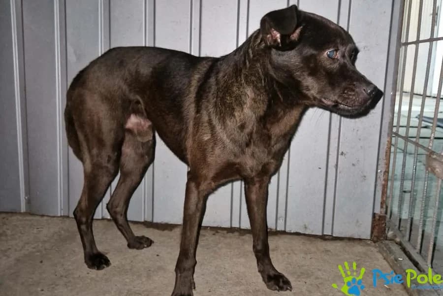 RENDI, male 3yo Mixed Breed for adoption at Schronisko Psie Pole