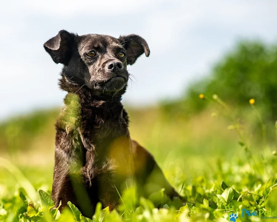 RENDI, male 3yo Mixed Breed for adoption at Schronisko Psie Pole