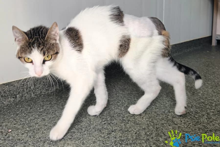 Kocurek MIEDNICZEK, female 4yo Mixed Breed for adoption at Schronisko Psie Pole