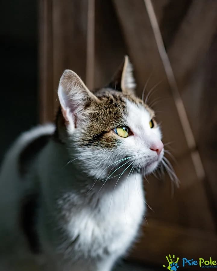 Kocurek MIEDNICZEK, female 4yo Mixed Breed for adoption at Schronisko Psie Pole