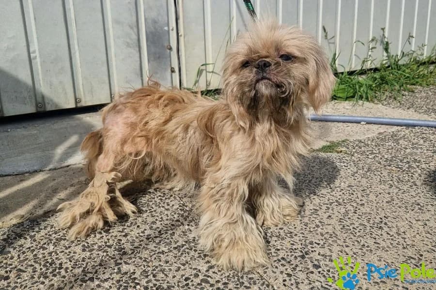 TANCERECZKA, female 7yo Mixed Breed for adoption at Schronisko Psie Pole