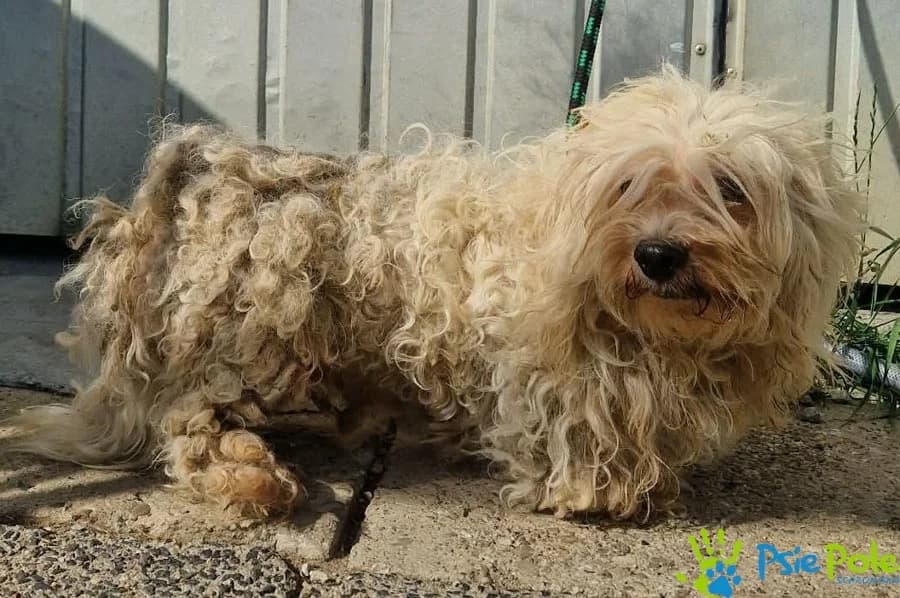 KERFURKA, female senior Mixed Breed for adoption at Schronisko Psie Pole