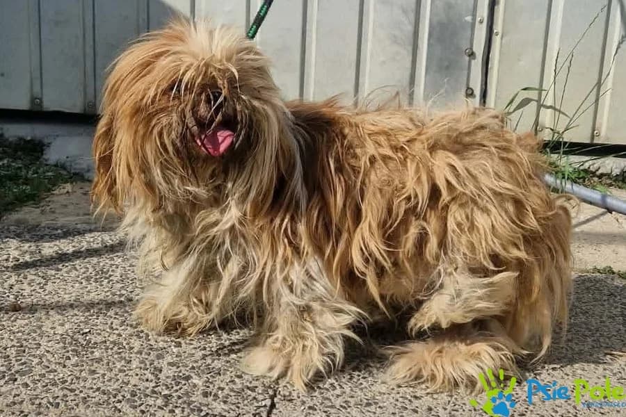 PIRATKA, female senior Mixed Breed for adoption at Schronisko Psie Pole