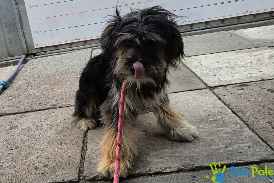 FIZZ, male puppy Mixed Breed for adoption at Schronisko Psie Pole
