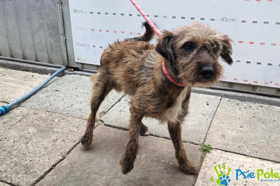 BRISTOL, male puppy Mixed Breed for adoption at Schronisko Psie Pole