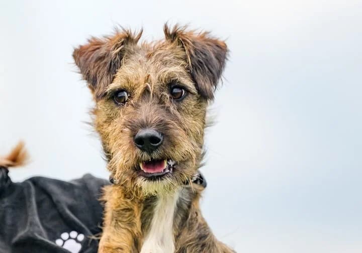BRISTOL, male puppy Mixed Breed for adoption at Schronisko Psie Pole