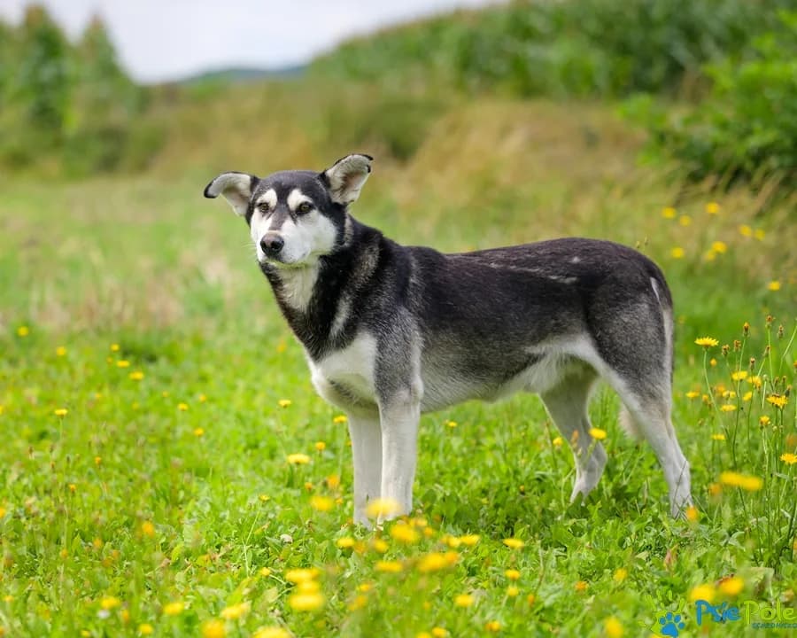 HENDRIX, male senior Mixed Breed for adoption at Schronisko Psie Pole