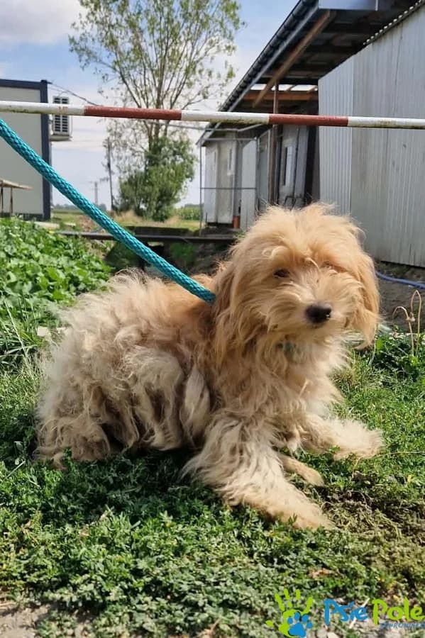 TIPO, male young Mixed Breed for adoption at Schronisko Psie Pole