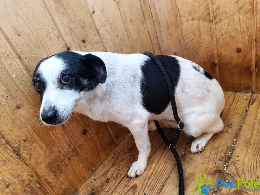 FORTYSIA, female 5yo Mixed Breed for adoption at Schronisko Psie Pole