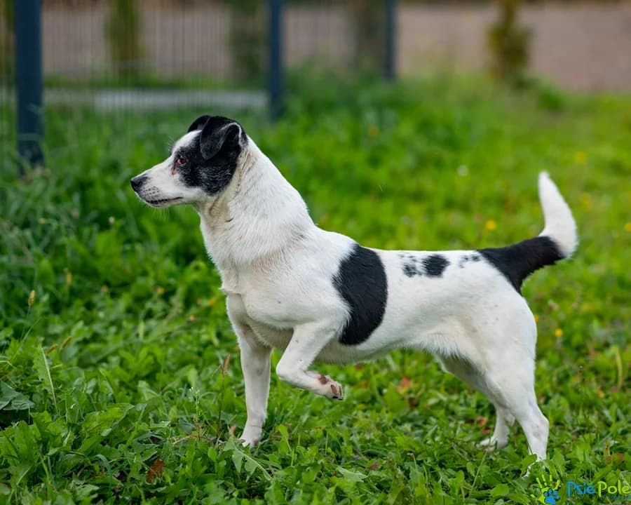 FORTYSIA, female 5yo Mixed Breed for adoption at Schronisko Psie Pole