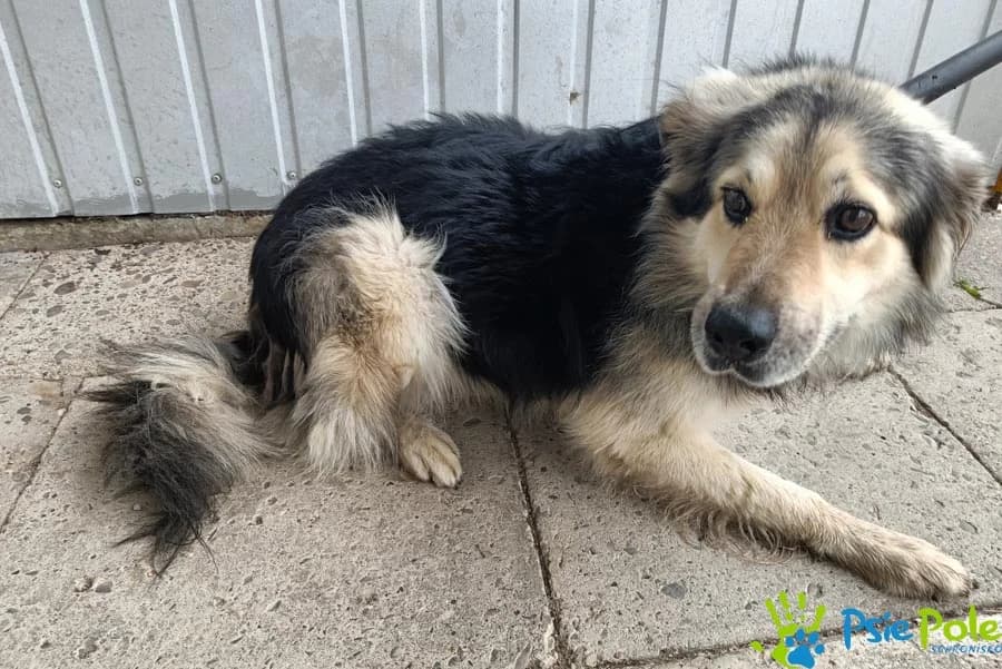 FISKUS, male senior Mixed Breed for adoption at Schronisko Psie Pole