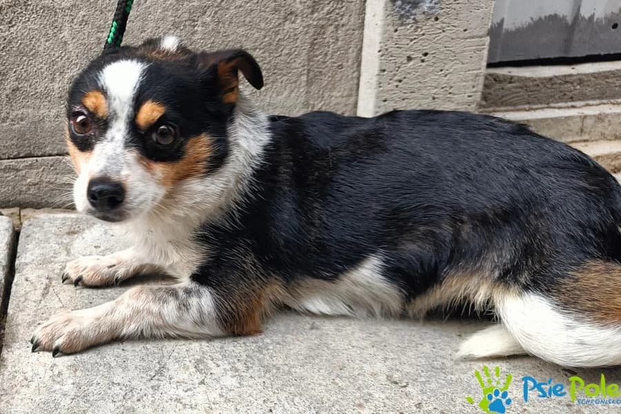 BUKSIA, female 4yo Mixed Breed for adoption at Schronisko Psie Pole