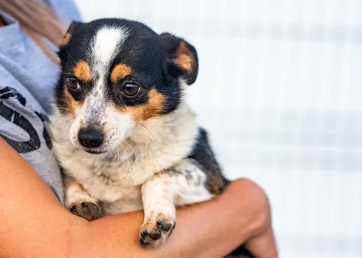 BUKSIA, female 4yo Mixed Breed for adoption at Schronisko Psie Pole