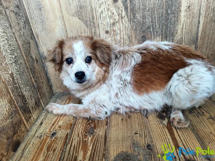 SEKRETKA, female senior Mixed Breed for adoption at Schronisko Psie Pole