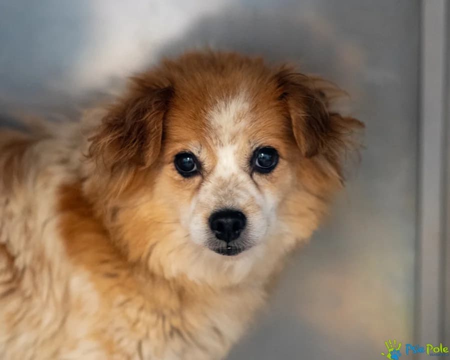 SEKRETKA, female senior Mixed Breed for adoption at Schronisko Psie Pole