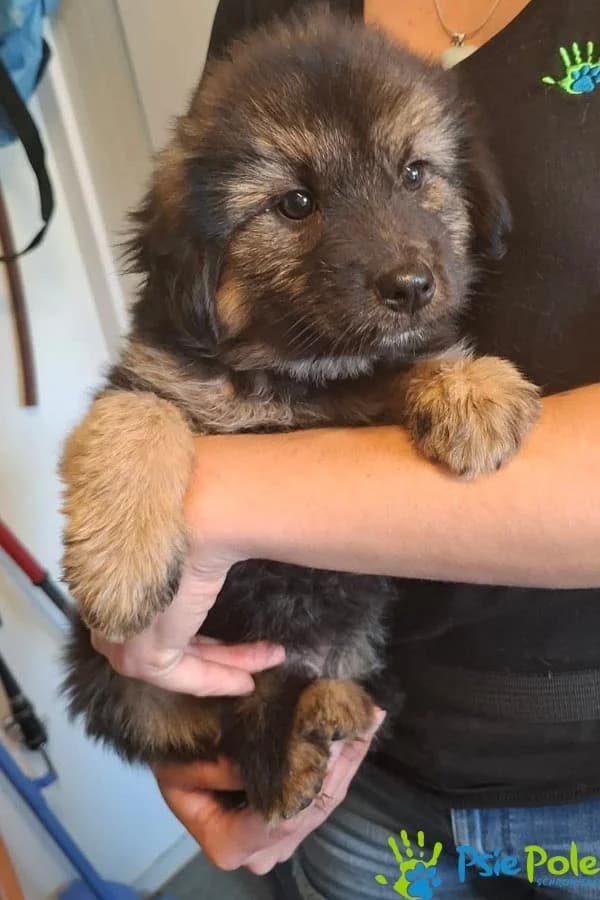 GRYPSIK, puppy Mixed Breed for adoption at Schronisko Psie Pole