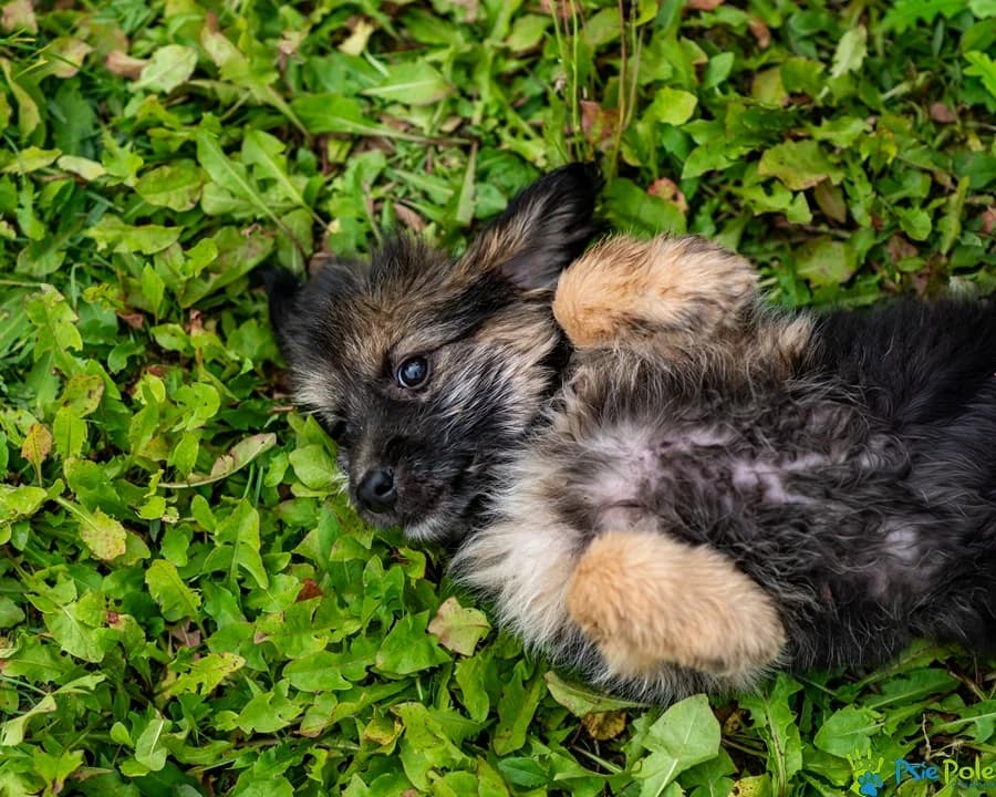 GRYPSIK, puppy Mixed Breed for adoption at Schronisko Psie Pole
