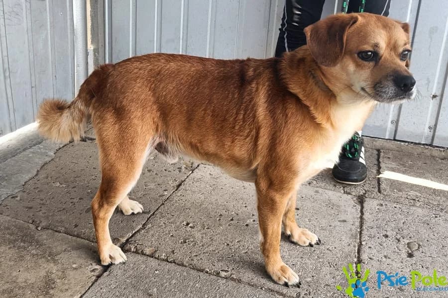 ANANAS, male 3yo Mixed Breed for adoption at Schronisko Psie Pole
